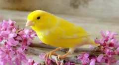 Než krmení canary